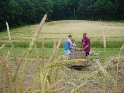 Grünkernernte 2003 – Foto 5