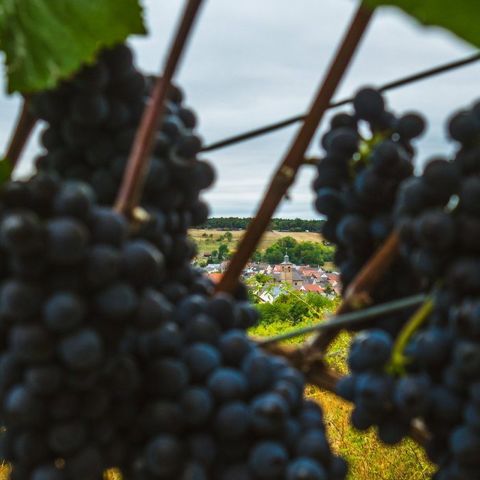 🍇🍇🍇 Autumn Vibes 🍂🍁🍃 🍇🍇🍇↪️🍷 #nature #autumn #grapes #colorfullleaves🍁🍂🍃