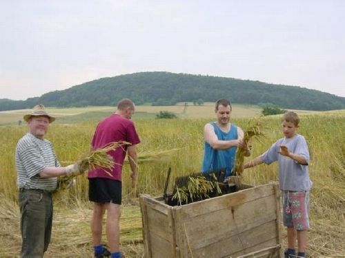 Grünkernernte 2003 – Foto 6
